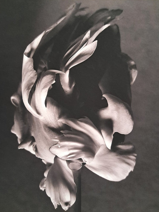 La Tulipe
