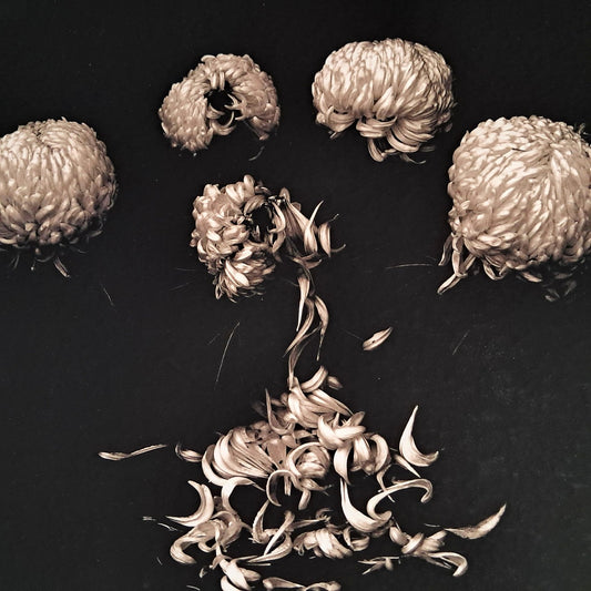 Chrysanthèmes