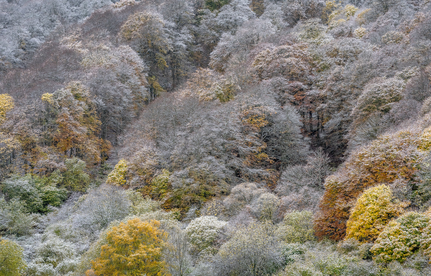 Aux feuilles indécises