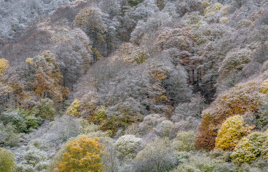 Aux feuilles indécises