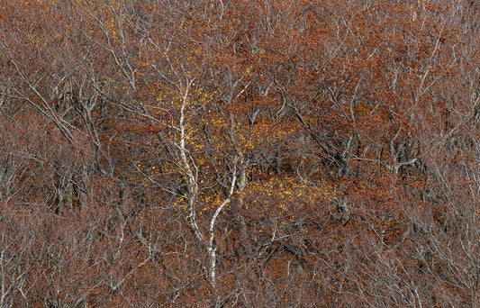 Les riches teintes de l'automne