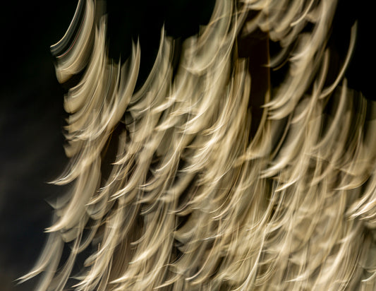 Les herbes en feu