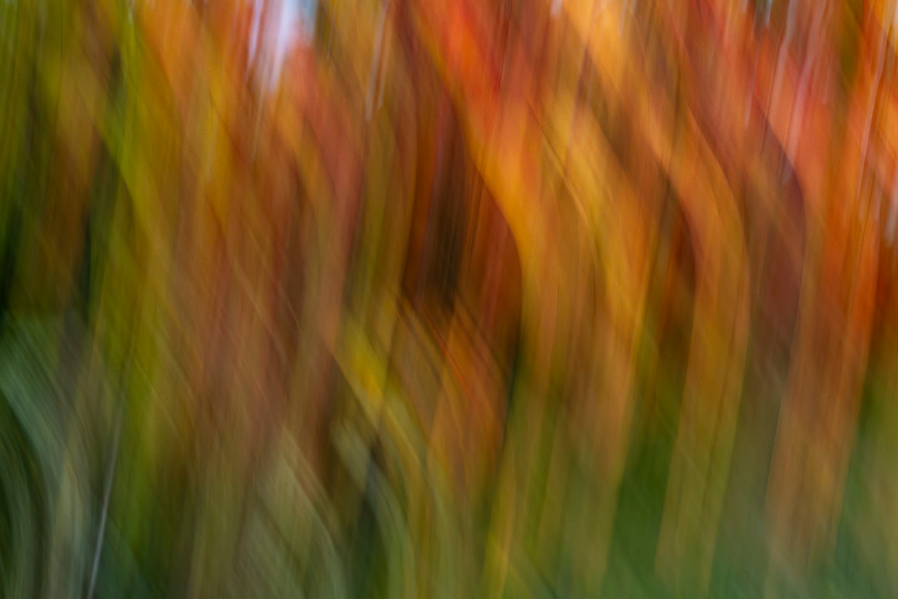 Lumières automnales